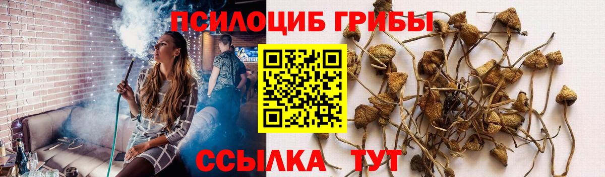 Псилоцибиновые грибы Cubensis Нижнекамск